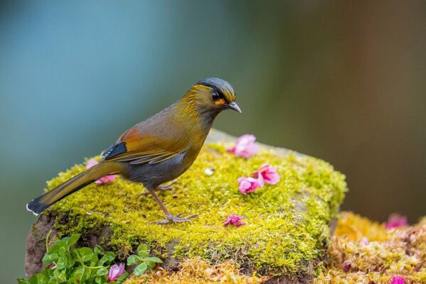 Schöner Vogel auf dem Hintergrund von Blumen, Gras und Moos