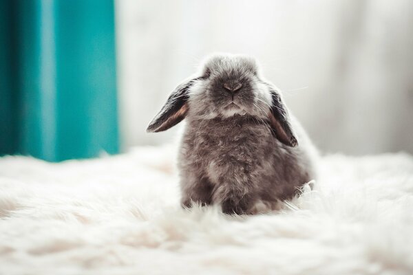 Bébé lapin sur un tapis de duvet blanc