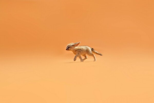 Фенек бежит по песку в пустыне
