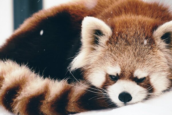 Ein roter Panda liegt in einem Gewirr im Schnee