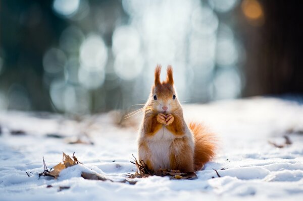 Écureuil en hiver assis sur la neige