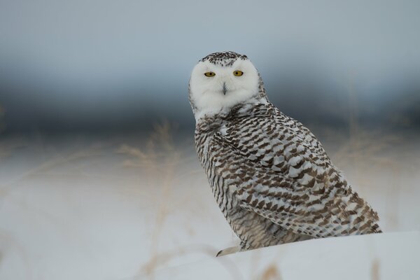 Winter landscape with a polar owl