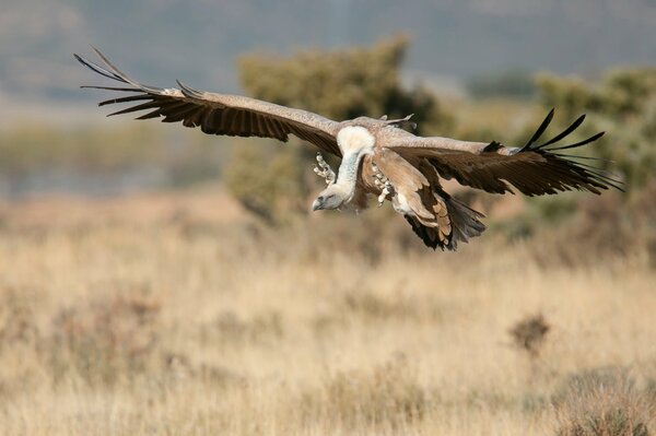 An eagle flies for prey in the steppe