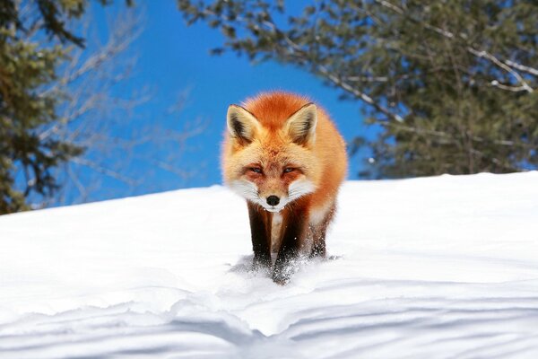 Un renard se faufile dans la neige dans un champ