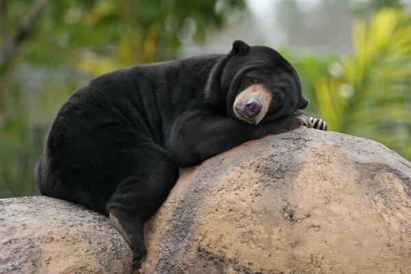 The black bear is lying on the rocks