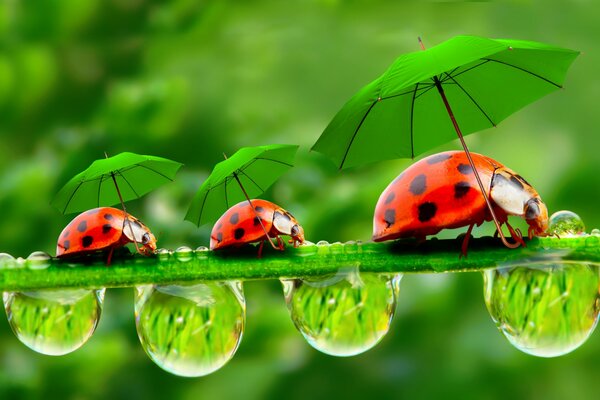 Marienkäfer mit Regenschirmen gehen mit Tau über das Gras