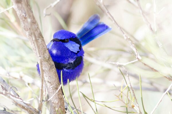 A bright blue bird on the branches of a tree