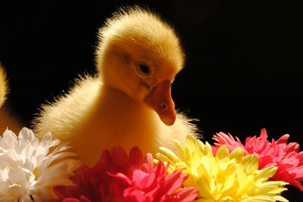 Gelbe Gans um die Blumen