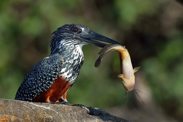 Giant piebald kingfisher holds catfish prey in its beak