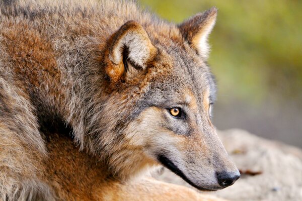 Die Schnauze eines Wolfes mit gelben Augen