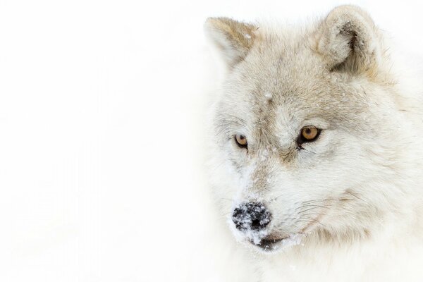 Взгляд арктического хищника - волка