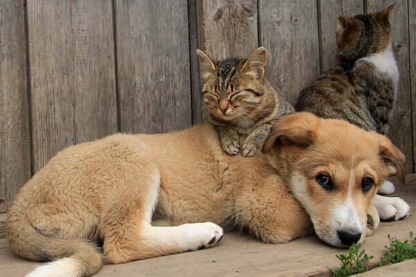 Le chat et le chien sont les meilleurs amis