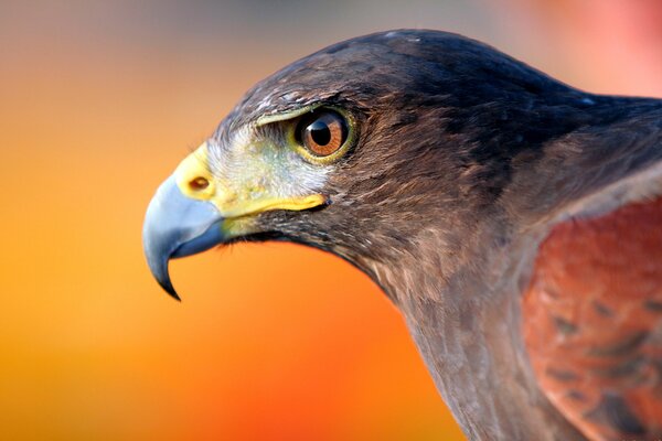 A young eagle and its powerful beak