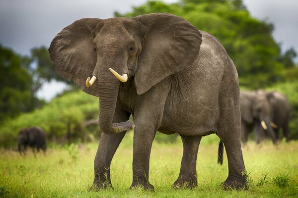 Elefante colmillos orejas hierba
