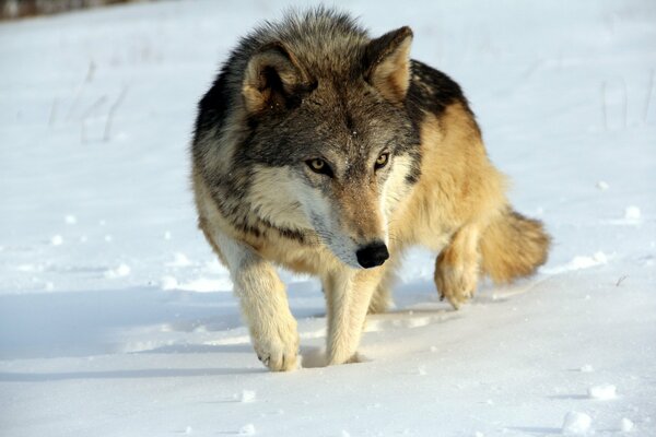 A walking wolf in the winter season