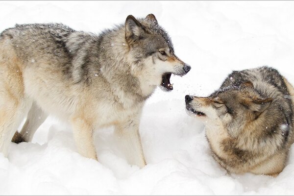 Loups gueule neige hiver