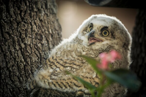 A baby owl with big eyes on a tree