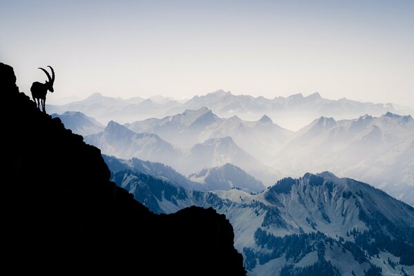 Silhouette einer stolzen Ziege hoch oben in den Bergen