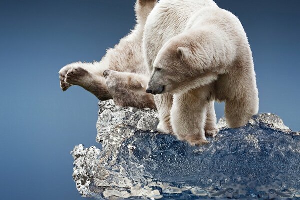 Orsi polari amoreggiare su un lastrone di ghiaccio