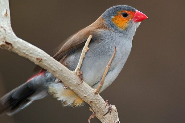 Oiseau assis sur une branche