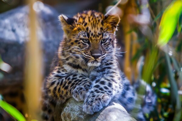 A small spotted animal-leopard