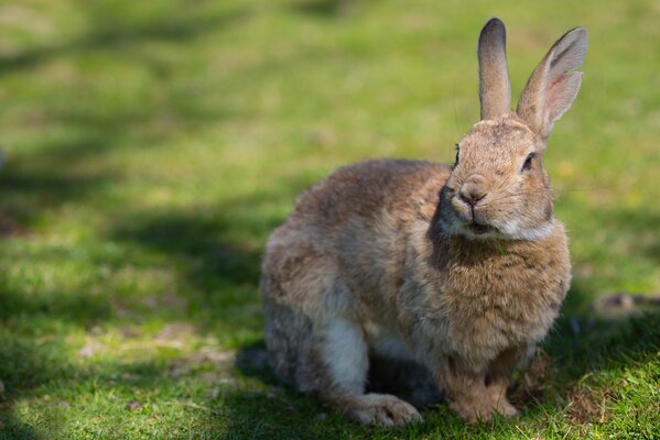 Lapin gris caché dans l herbe