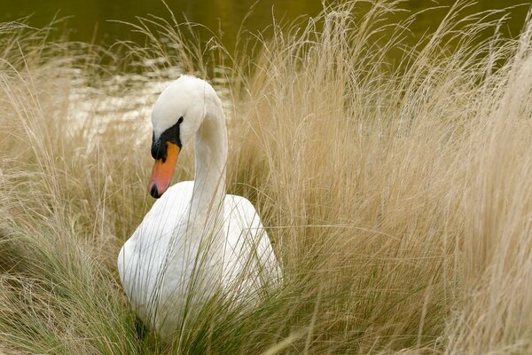 Cygne blanc dans l herbe jaune