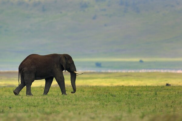 Elephant on the background of nature