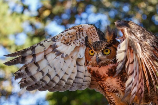 La mirada del búho con las alas abiertas