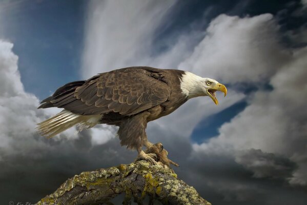 Bird predator female eagle