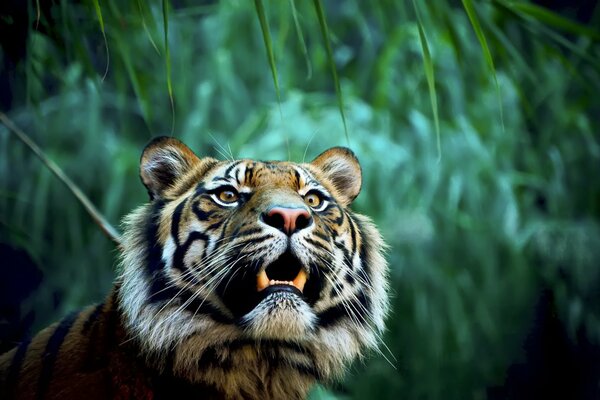 El tigre es un peligroso depredador de la Selva