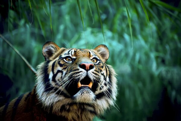 La tigre è un pericoloso predatore della giungla