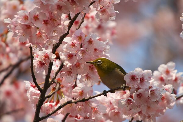 Uccello seduto su un ramo di Sakura