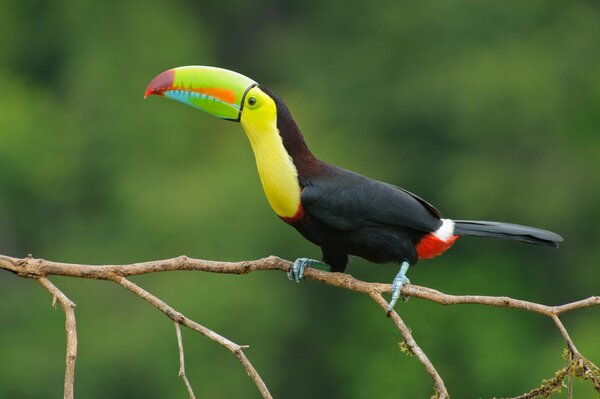 Bel Tucano in un enorme cazzo