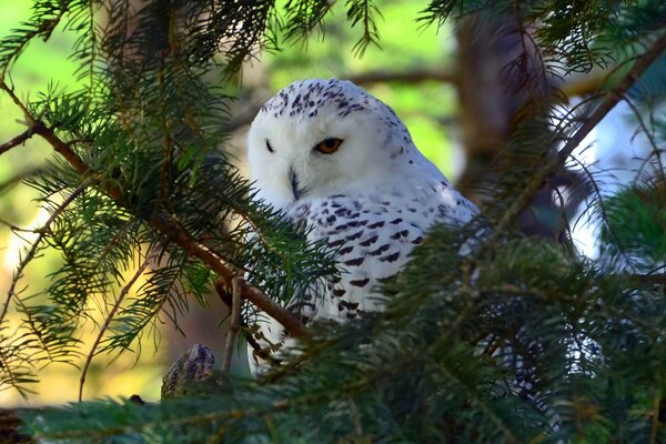 Hibou blanc sur une branche d épinette