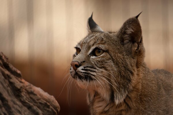 The predatory lynx looks forward