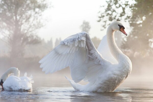 Un par de cisnes en una superficie de agua brumosa