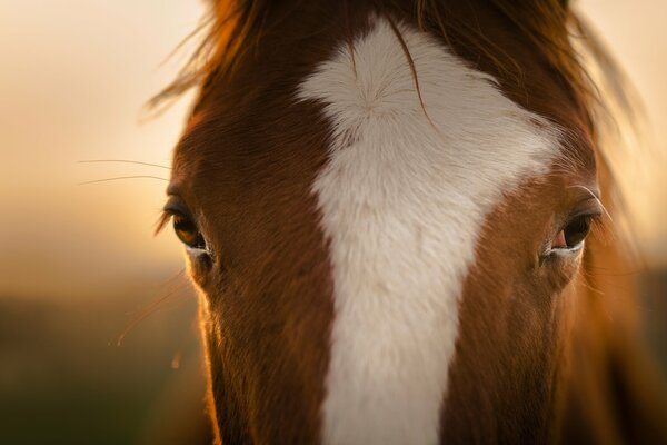 Sens profond dans les yeux du cheval qui regarde