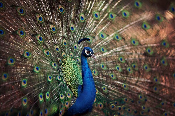 Macro disparo de un pavo real con la cola destrozada