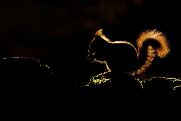 Silhouette d un écureuil avec une queue duveteuse assis sur une branche, sur un fond de nuit sombre