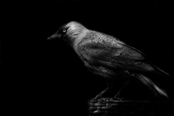 A brooding, dark crow with a rich look