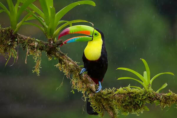 Rainbow toucan on a branch during the rain