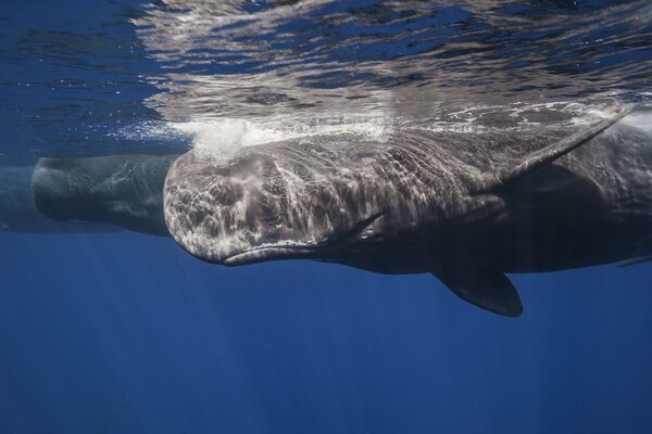 Photo cachalot flottant sous l eau