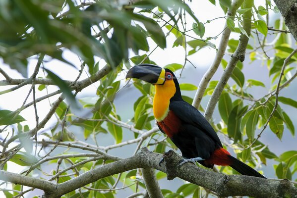 Pájaro tucán en un árbol foto