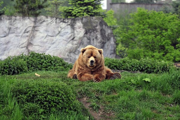 A brown bear is resting in a clearing