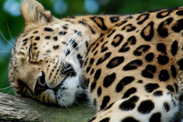 Das Leopardenweibchen schläft im Schatten