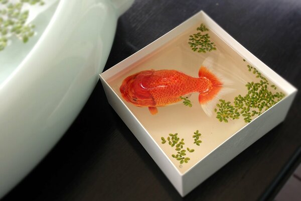 Goldfish in a white box with duckweed