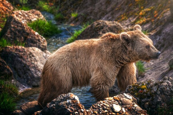 Orso dal piede torto vicino a un ruscello tempestoso