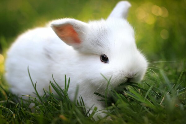 Biały królik zjada trawę zdjęcie