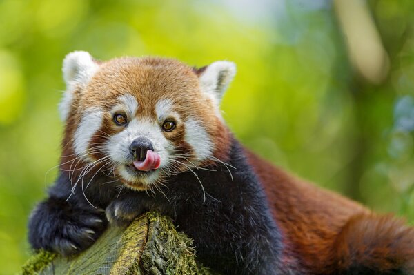 Rouge beau Panda assis lécher